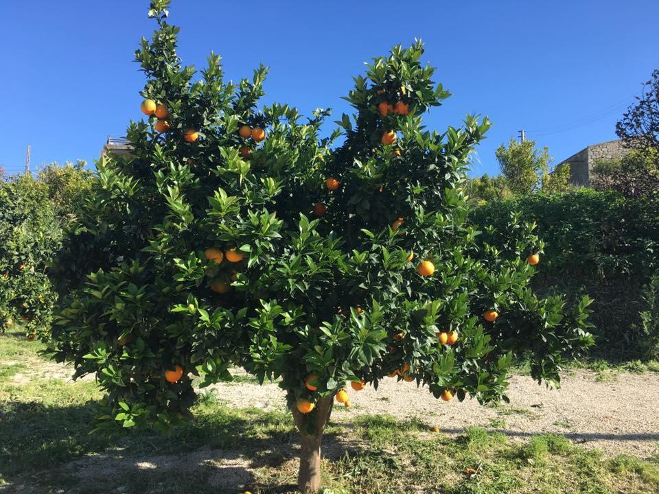Tenuta Lanza Il Mulino Acquaviva Platani Luaran gambar